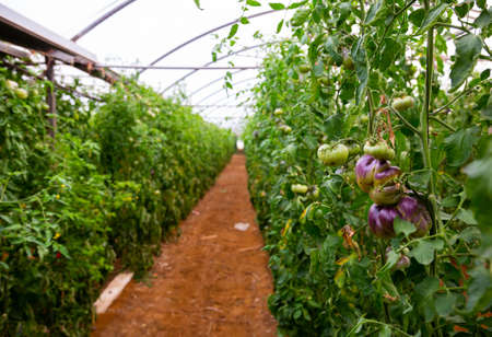 Plantation of blue tomatoes ripening in commercial glasshouseの写真素材