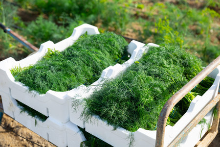 Freshly harvested dill in boxes on farm field