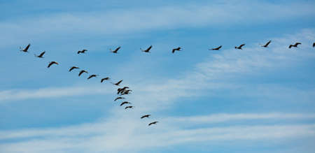 Flock of cranes flying in skyの写真素材