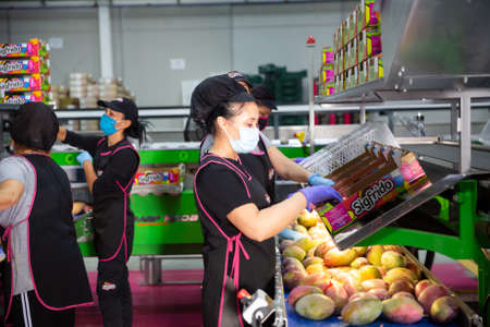 Workers sorting mangoes at Sigfrido packing facilityのeditorial素材