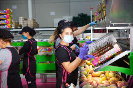 Velez-Melaga, Spain - September 23, 2020: Women in protective mask sort and lay out mangoes at Sigfrido warehouseのeditorial素材