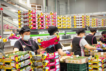 Velez-Melaga, Spain - September 23, 2020: Female workers in protective mask sort and arrange avocados at Sigfrido warehouseのeditorial素材