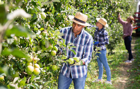 Male worker gathering ripe apples at orchardの写真素材