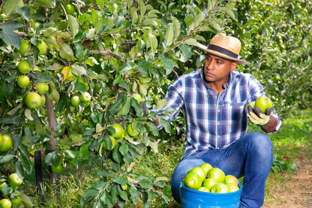 Male worker gathering ripe apples at orchard
