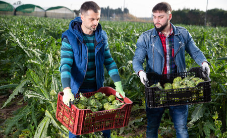 Farmers stacking boxes with artichokes