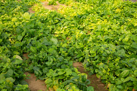 Plantation of fresh spinach in orangery
