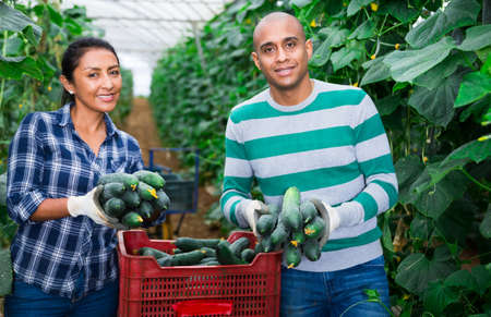Group of farm workers picking ripe cucumbersの写真素材