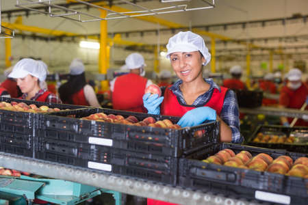 Focused woman working at fruits warehouse, checking and marking peachesの写真素材