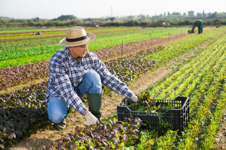 Farmer harvesting red leaf mustard on vegetable plantation