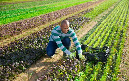 Focused male farmer picking red leaf mustardの写真素材
