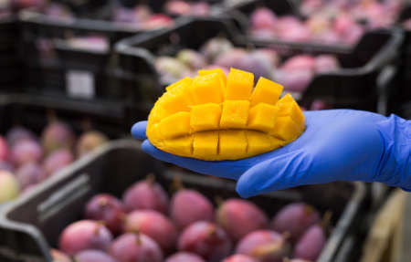 Ripe sliced mango on hand in gloveの写真素材
