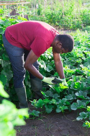 African american harvests cucumbers in the beds in gardenの写真素材