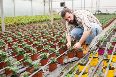 Farmer checking tomato seedlingsの写真素材