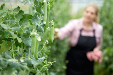 Young female horticulturist picking harvest of soybeans to basket