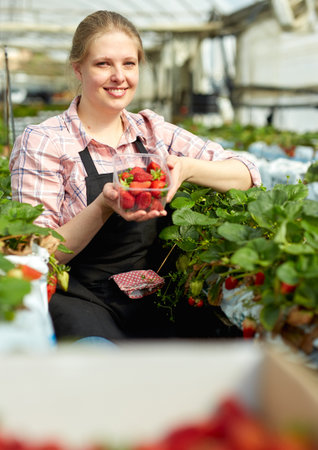 Woman harvesting strawberryの写真素材