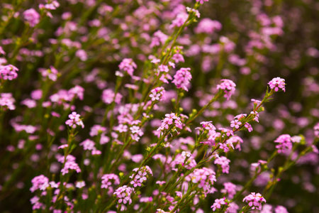 coleonema pulchellum blossomの写真素材