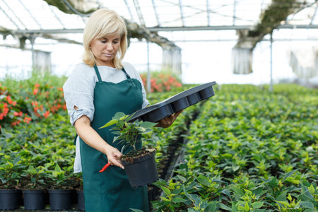Female gardener working with euphorbia pulcherrima in pot in greenhouseの写真素材
