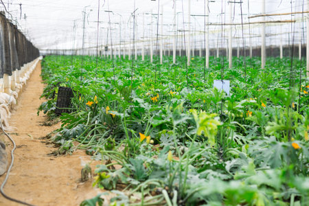 cultivation green delecious marrow in big hothouse