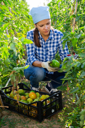 Woman picking underripe tomatoes in small farm gardenの写真素材