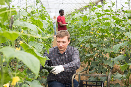 Happy farm owner picks ripe cucumbers