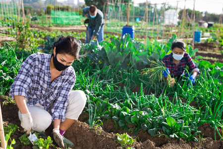 Female gardener in protective mask working in vegetable gardenの写真素材