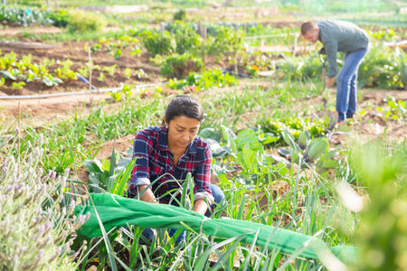 Latin american woman gathering crop of scallions in her smallholding