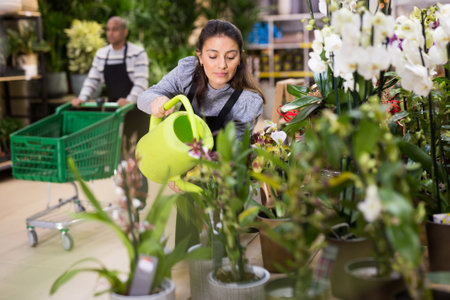 Professional woman florist watering flowers from plastic watering can in floral shopの写真素材