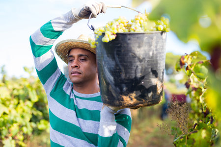 Focused Hispanic farmer carrying bucket with harvested grapes