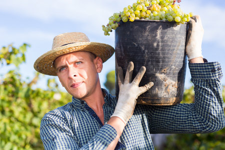 Vineyard owner carrying bucket with harvested grapesの写真素材