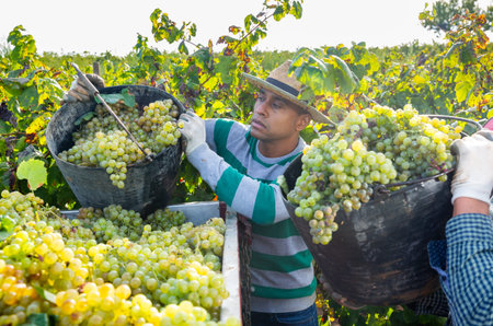 Hispanic man owner of vineyard pouring crop of grapes in truck