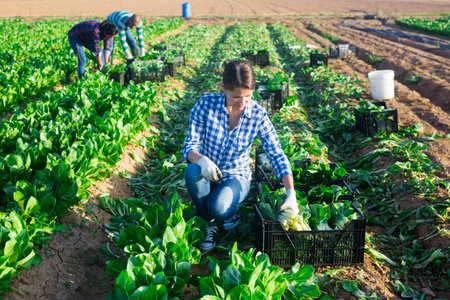Female worker harvesting swiss chard on field