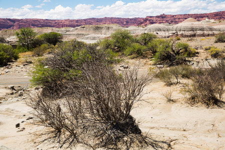 Stony landscape in Ischigualasto Provincial Park