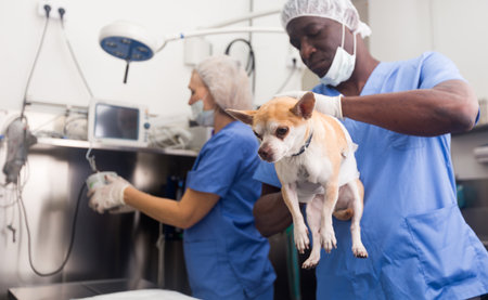 Man veterinarian holding a small dog, working with woman assistantの写真素材