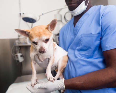 Portrait of african-american veterinarian and assistant in animal clinic at workの写真素材