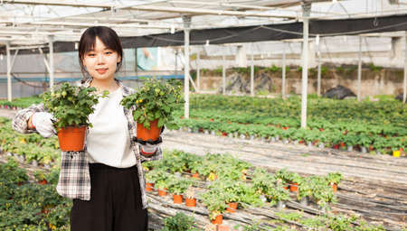 Chinese woman gardener working with tomato seedlings in greenhouseの写真素材
