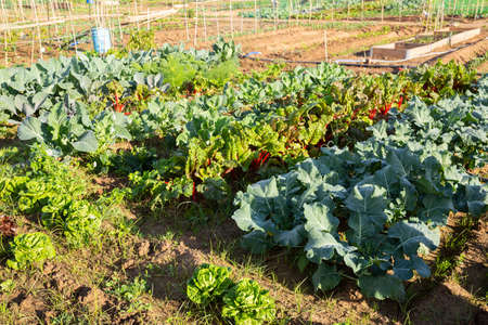 Summer green garden plots with leafy vegetablesの写真素材