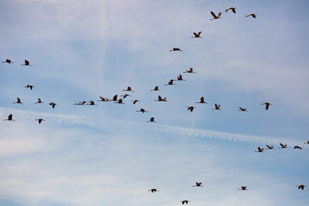 Flock of cranes flying in skyの写真素材