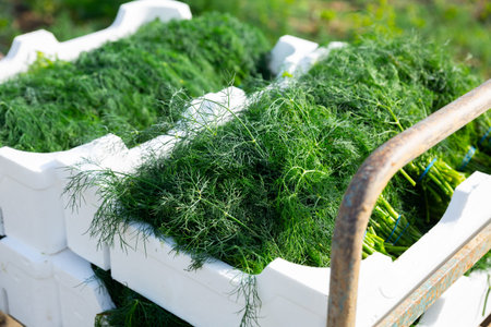 Plastic boxes with freshly harvested organic dill on vegetable farm