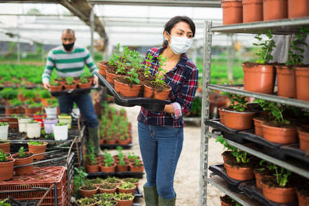Gardeners in masks holding spearmint seedlings in potsの写真素材