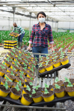 Masked female farmer stands at a cart with seedlings during a pandemic.