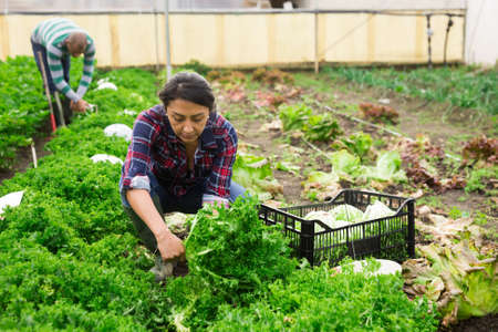 male and female farmers working together at greenhouse farmの写真素材