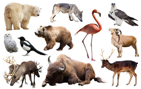 Set of bear and other european animalsの写真素材