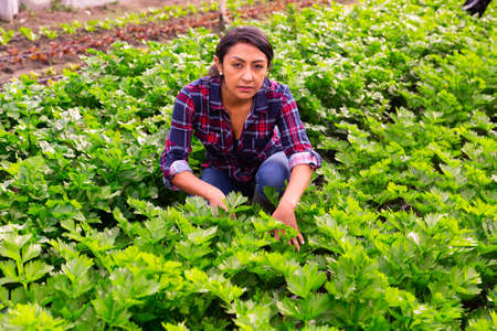 Hired worker controlling quality of plants in glasshouse farmの写真素材