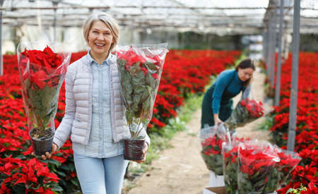 Smiling woman with flowering Poinsettiasの写真素材