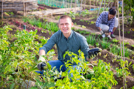 Farmer checks the growth of eggplant in farm fieldの写真素材