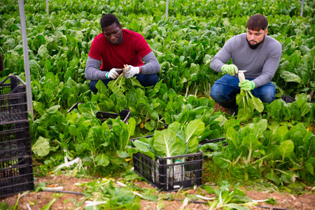 Hired workers harvest mangold in a greenhouseの写真素材