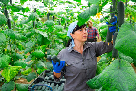 german farmers picking crops of cucumber in hothouseの写真素材
