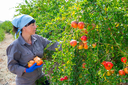 Woman harvesting ripe pomegranates in farm orchardの写真素材