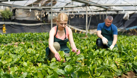 Woman with husband caring for Malabar spinachの写真素材