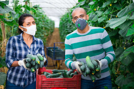 Two farmers in protective mask showcase full boxes of cucumber in greenhouseの写真素材
